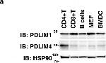 Rabbit IgG (H+L) Secondary Antibody in Western Blot (WB)