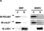 Rabbit IgG (H+L) Secondary Antibody in Western Blot (WB)