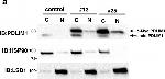 Rabbit IgG (H+L) Secondary Antibody in Western Blot (WB)