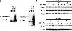 Rabbit IgG (H+L) Secondary Antibody in Western Blot (WB)