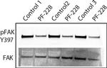 Mouse IgG (H+L) Secondary Antibody in Western Blot (WB)