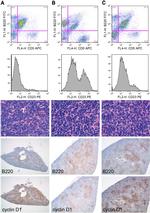 CD23 Antibody in Flow Cytometry (Flow)