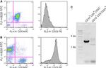 CD23 Antibody in Flow Cytometry (Flow)