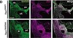 Rat IgG (H+L) Cross-Adsorbed Secondary Antibody in Immunohistochemistry, Immunohistochemistry (Frozen) (IHC, IHC (F))