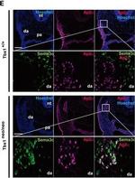 Rat IgG (H+L) Cross-Adsorbed Secondary Antibody in Immunohistochemistry, Immunohistochemistry (Frozen) (IHC, IHC (F))