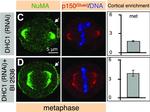 Mouse IgG (H+L) Cross-Adsorbed Secondary Antibody in Immunocytochemistry (ICC/IF)