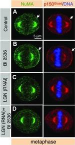 Mouse IgG (H+L) Cross-Adsorbed Secondary Antibody in Immunocytochemistry (ICC/IF)