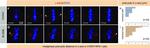 Mouse IgG (H+L) Cross-Adsorbed Secondary Antibody in Immunocytochemistry (ICC/IF)