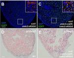 Rat IgG (H+L) Cross-Adsorbed Secondary Antibody in Immunohistochemistry (Frozen) (IHC (F))