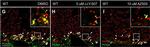 Rabbit IgG (H+L) Cross-Adsorbed Secondary Antibody in Immunohistochemistry (Frozen) (IHC (F))