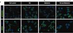 Rabbit IgG (H+L) Cross-Adsorbed Secondary Antibody in Immunocytochemistry (ICC/IF)