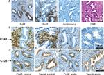 Connexin 26 Antibody in Immunohistochemistry (IHC)