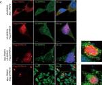 Mouse IgG (H+L) Cross-Adsorbed Secondary Antibody in Immunocytochemistry (ICC/IF)