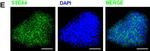 Mouse IgG (H+L) Cross-Adsorbed Secondary Antibody in Immunocytochemistry (ICC/IF)