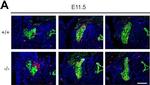 Mouse IgG (H+L) Cross-Adsorbed Secondary Antibody in Immunohistochemistry (Frozen) (IHC (F))