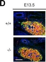 Mouse IgG (H+L) Cross-Adsorbed Secondary Antibody in Immunohistochemistry (Frozen) (IHC (F))