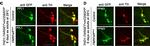 Mouse IgG (H+L) Cross-Adsorbed Secondary Antibody in Immunohistochemistry (PFA fixed) (IHC (PFA))