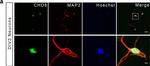 Mouse IgG (H+L) Cross-Adsorbed Secondary Antibody in Immunocytochemistry (ICC/IF)