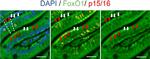 Mouse IgG (H+L) Cross-Adsorbed Secondary Antibody in Immunohistochemistry (Paraffin) (IHC (P))