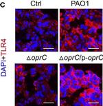 Mouse IgG (H+L) Cross-Adsorbed Secondary Antibody in Immunohistochemistry (Frozen) (IHC (F))