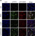 Mouse IgG (H+L) Cross-Adsorbed Secondary Antibody in Immunohistochemistry (Frozen) (IHC (F))