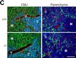 Rat IgG (H+L) Cross-Adsorbed Secondary Antibody in Immunohistochemistry (Frozen) (IHC (F))