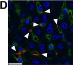 Rat IgG (H+L) Cross-Adsorbed Secondary Antibody in Immunohistochemistry (IHC)