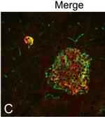 Guinea Pig IgG (H+L) Highly Cross-Adsorbed Secondary Antibody in Immunocytochemistry (ICC/IF)