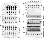 Nanog Antibody in Western Blot (WB)