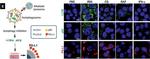 Rabbit IgG (H+L) Cross-Adsorbed Secondary Antibody in Immunocytochemistry (ICC/IF)