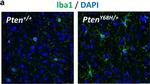 Rabbit IgG (H+L) Cross-Adsorbed Secondary Antibody in Immunocytochemistry (ICC/IF)