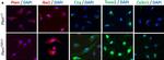 Rabbit IgG (H+L) Cross-Adsorbed Secondary Antibody in Immunocytochemistry (ICC/IF)