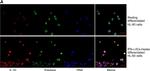 Rabbit IgG (H+L) Cross-Adsorbed Secondary Antibody in Immunocytochemistry (ICC/IF)