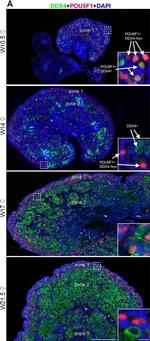 Goat IgG (H+L) Cross-Adsorbed Secondary Antibody in Immunohistochemistry (IHC)