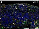 Goat IgG (H+L) Cross-Adsorbed Secondary Antibody in Immunohistochemistry (IHC)