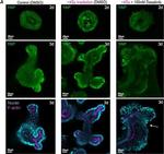 Mouse IgG (H+L) Highly Cross-Adsorbed Secondary Antibody in Immunohistochemistry (IHC)