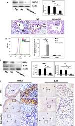 ROR gamma (t) Antibody in Western Blot, Immunohistochemistry, Flow Cytometry (WB, IHC, Flow)