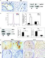 ROR gamma (t) Antibody in Western Blot, Immunohistochemistry, Flow Cytometry (WB, IHC, Flow)