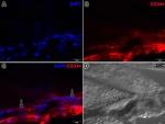 Rabbit IgG (H+L) Cross-Adsorbed Secondary Antibody in Immunohistochemistry (Frozen) (IHC (F))