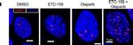 Rabbit IgG (H+L) Cross-Adsorbed Secondary Antibody in Immunocytochemistry (ICC/IF)