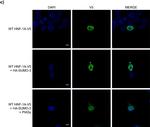 Mouse IgG (H+L) Cross-Adsorbed Secondary Antibody in Immunocytochemistry (ICC/IF)