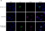 Mouse IgG (H+L) Cross-Adsorbed Secondary Antibody in Immunocytochemistry (ICC/IF)