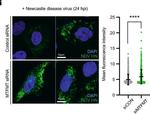 Mouse IgG (H+L) Cross-Adsorbed Secondary Antibody in Immunocytochemistry (ICC/IF)