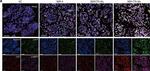 Mouse IgG (H+L) Highly Cross-Adsorbed Secondary Antibody in Immunocytochemistry (ICC/IF)