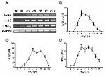 IL-22 Antibody in ELISA (ELISA)