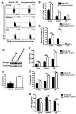 IL-22 Antibody in Flow Cytometry (Flow)