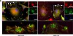 Mouse IgG (H+L) Highly Cross-Adsorbed Secondary Antibody in Immunocytochemistry (ICC/IF)