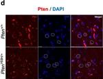 Mouse IgG (H+L) Highly Cross-Adsorbed Secondary Antibody in Immunohistochemistry (Frozen) (IHC (F))