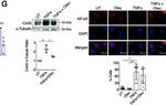 Mouse IgG (H+L) Highly Cross-Adsorbed Secondary Antibody in Immunocytochemistry (ICC/IF)