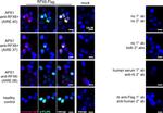 Rabbit IgG (H+L) Highly Cross-Adsorbed Secondary Antibody in Immunocytochemistry (ICC/IF)